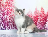 Лот: 8934781. Фото: 4. Необыкновенная принцесса Юнона. Красноярск