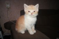 Лот: 13113539. Фото: 2. Шотландские мраморные и рыжие. Животные и уход