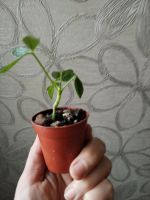 Лот: 25888990. Фото: 3. Шеффлера нора (малыш). Растения и животные