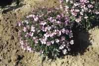 Лот: 6709227. Фото: 2. Лобелия еринус Riviera Lilac... Семена, рассада, садовые растения