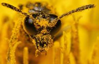Лот: 8422747. Фото: 5. Мечта макрофотографа Nikon Micro...