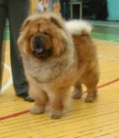 Лот: 6167213. Фото: 7. Продам щенка Чау-чау