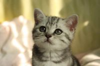 Лот: 11042300. Фото: 6. Британский мальчик с зелеными...