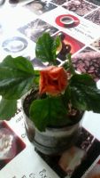 Лот: 5668917. Фото: 2. маленькая розочка ( гибискус). Комнатные растения и уход