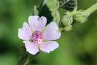 Лот: 16057243. Фото: 2. Алтей корень (лат. Althaea officinalis... Медицина