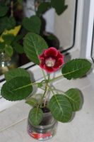 Лот: 3123502. Фото: 3. Глоксиния 7. Растения и животные