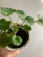 Лот: 25410981. Фото: 6. Пеларгония зональная мини, цветет