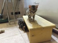 Лот: 6975681. Фото: 2. Бенгальские котята 4шт. Животные и уход