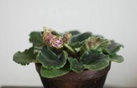 Лот: 5388181. Фото: 2. Фиалка розовая. Комнатные растения и уход