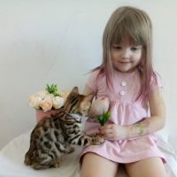 Лот: 15788741. Фото: 2. бенгальский котенок CASSY. Животные и уход