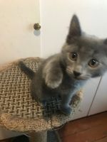 Лот: 15306905. Фото: 3. Котёнок 3 месяца (девочка). Растения и животные