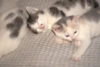 Лот: 3287602. Фото: 3. Котята, 1 месяц. Растения и животные