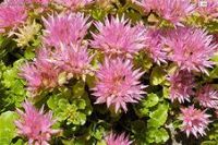 Лот: 4217024. Фото: 2. почвопокровные седумы: зверса... Семена, рассада, садовые растения