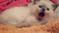 Лот: 9125211. Фото: 2. Котенок-девочка ищет хозяев :). Животные и уход