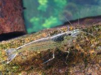 Лот: 6368553. Фото: 2. Креветка Амано ( Caridina multidentata... Аквариумистика