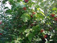 Лот: 4866036. Фото: 7. дача в городе (на Полигоне/ Водников...