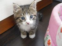 Лот: 1144342. Фото: 2. Отдам котят. Животные и уход