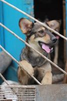 Лот: 1977642. Фото: 2. Ральф ищет хозяев, отлично пойдет... Животные и уход