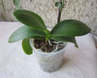 Лот: 25082813. Фото: 5. Орхидея фаленопсис азиатка от...