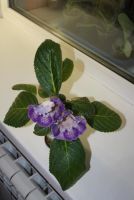 Лот: 4399049. Фото: 4. Глоксиния Тигрина Синяя (цветет... Красноярск