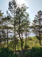 Лот: 25396592. Фото: 13. участок , ДНТ Лётчик ДНТ Лётчик...
