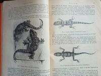 Лот: 25079026. Фото: 7. Гады и рыбы. По Брэму и другим...