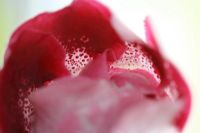 Лот: 3047439. Фото: 3. Глоксиния 8 (цветёт). Растения и животные