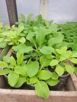 Лот: 7442616. Фото: 9. Продаем рассаду . Большой ассортимент...