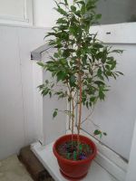 Лот: 7717698. Фото: 2. Фикус Бенджамин Наташа. высота... Комнатные растения и уход