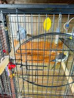 Лот: 22193169. Фото: 2. Кореллы. Животные и уход