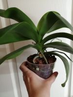 Лот: 13843637. Фото: 2. Орхидея - взрослое растение. Комнатные растения и уход