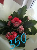 Лот: 15426065. Фото: 2. Цветущие. Комнатные растения и уход