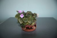 Лот: 17942447. Фото: 4. Фиалка с горшком. Красноярск
