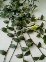 Лот: 9818714. Фото: 2. 3 вида традесканции одним лотом... Комнатные растения и уход