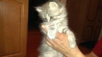 Лот: 6345788. Фото: 3. Отдам кошечку от мамы британки. Растения и животные