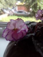 Лот: 19365573. Фото: 2. Сортовая фиалка "Kris". Комнатные растения и уход
