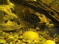 Лот: 2153127. Фото: 2. Цихлазома. Аквариумистика