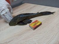 Лот: 18417301. Фото: 3. Плекостомус (Hypostomus plecostomus... Растения и животные