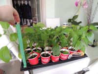 Лот: 7153874. Фото: 2. Рассада перца. Семена, рассада, садовые растения