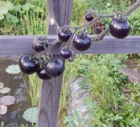 Лот: 2707263. Фото: 3. Томат Indigo Rose. Для дачи, дома, огорода, бани, парка