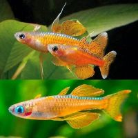 Лот: 25644388. Фото: 2. Псевдомугил Паскай ред неон синеглазка... Аквариумистика