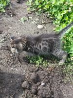 Лот: 10188512. Фото: 3. Подарю шотландского котика. Растения и животные