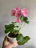 Лот: 25410981. Фото: 2. Пеларгония зональная мини, цветет. Комнатные растения и уход