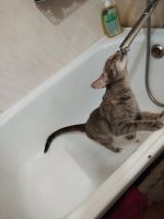 Лот: 19705412. Фото: 4. Молодая кошечка. Красноярск