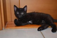 Лот: 2259095. Фото: 2. Котята. Животные и уход