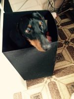 Лот: 5979295. Фото: 2. Такса мальчик 1,5 года. Животные и уход