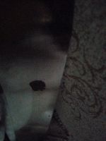 Лот: 19003829. Фото: 2. Меч 2. Военная атрибутика