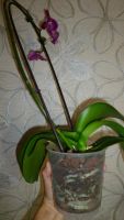 Лот: 4556521. Фото: 7. орхидея фаленопсис F10 (отцвела...