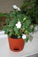 Лот: 2776559. Фото: 2. Бальзамин в горшке. Комнатные растения и уход