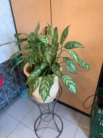 Лот: 12313010. Фото: 6. Аглаонема,большой куст! Взрослое...